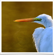 Great Egret - Looking Side Great Egret - Looking Side